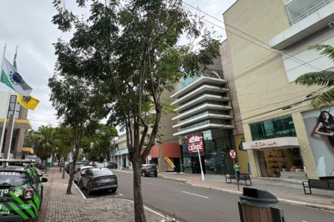 Paranavaí estabelece critérios e prazos para autorização de corte e poda de árvores