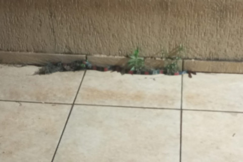 Guarda Municipal resgata cobra-coral dentro de residência no Sumaré, em Paranavaí